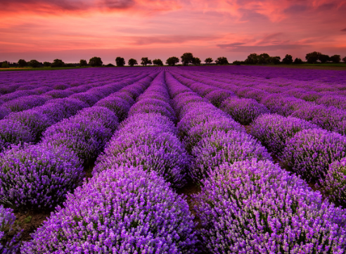 色彩設(shè)計之主色調(diào)和輔色調(diào)的關(guān)系