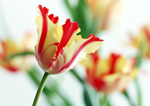 小學(xué)校園文化建設(shè)之走進(jìn)教育經(jīng)典語(yǔ)文教學(xué)