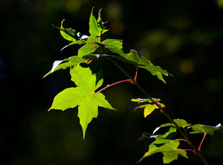 商標(biāo)logo設(shè)計(jì)對(duì)企業(yè)的影響性