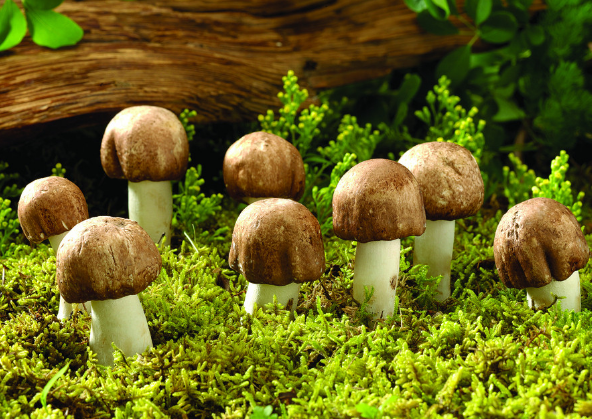 品牌的價(jià)值所在