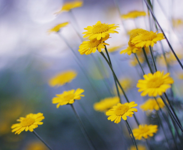 圖書館的名人名言合集