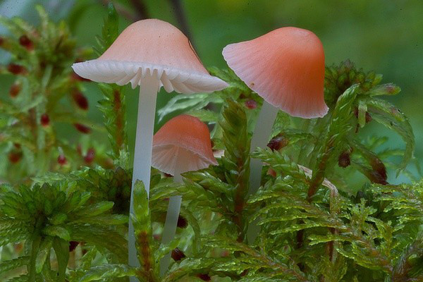 品牌設(shè)計、logo的形成介紹！