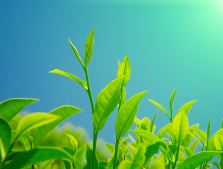 品牌效益的作用