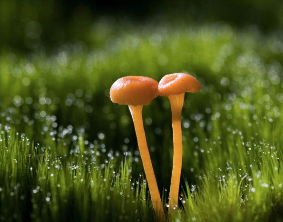 logo企業(yè)核心層的精神文化簡述