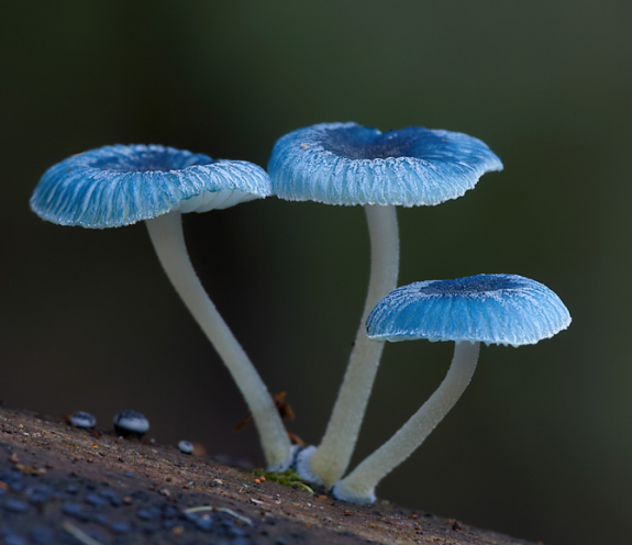 品牌文化的重要性簡介