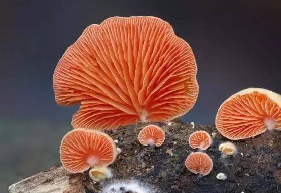 校園文化的主流與非主流之分簡述！