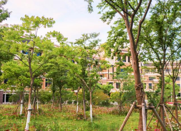 簡(jiǎn)述校園樹(shù)種選擇與配置！
