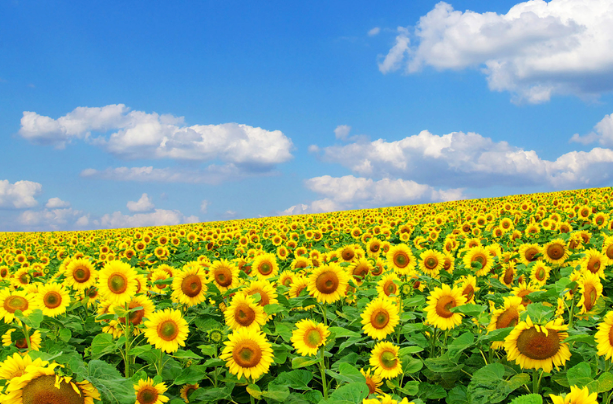 深入了解企業(yè)文化！