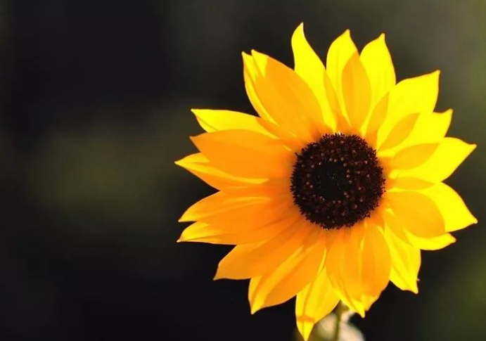 以學(xué)生為主的校園文化建設(shè)方案！