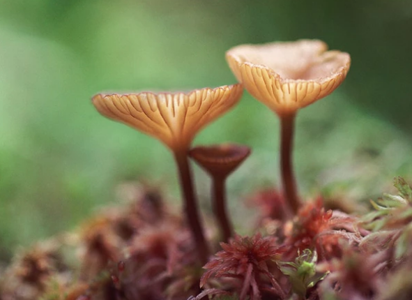 特色文化墻設(shè)計(jì)的方案！